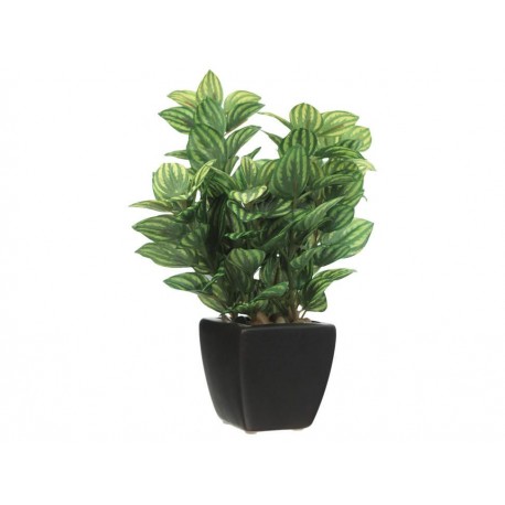 Ártica Preelaborado Flor Peperoma Verde - Envío Gratuito