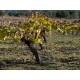 Vino Tinto Fauno 750 ml - Envío Gratuito